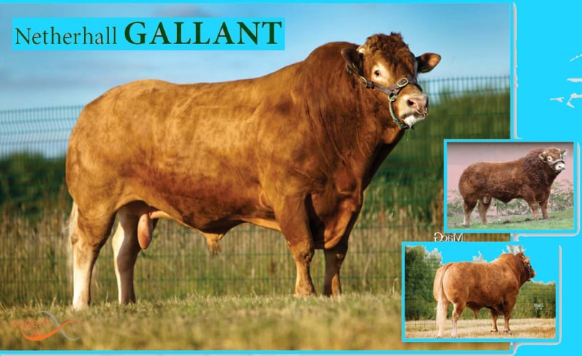 GALLANT PEDİGRİ