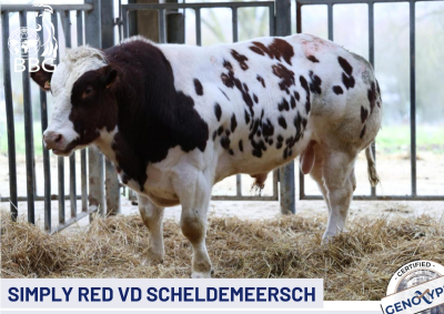 SIMPLEY RED VD SCHELDEMEERCH
